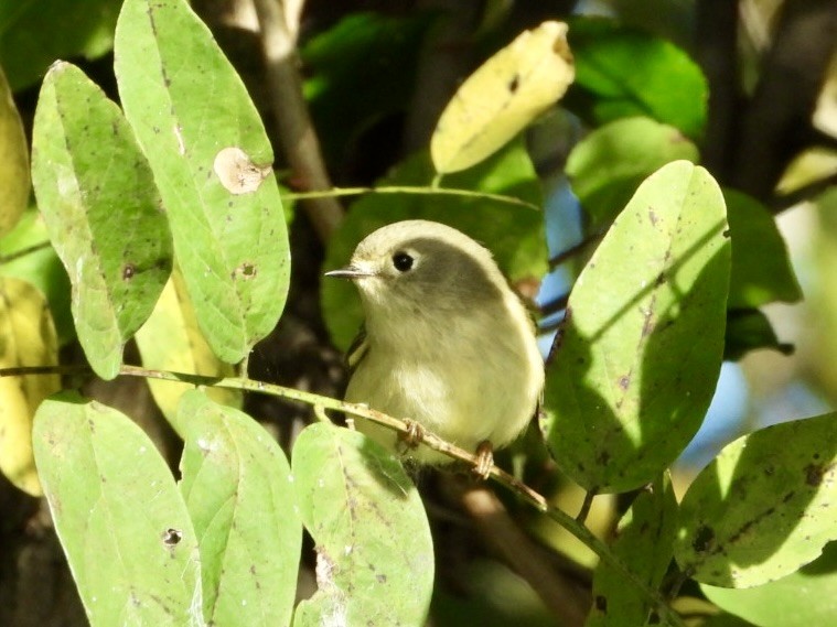 Ruby-crowned Kinglet - ML644110709