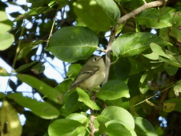 Ruby-crowned Kinglet - ML644110710