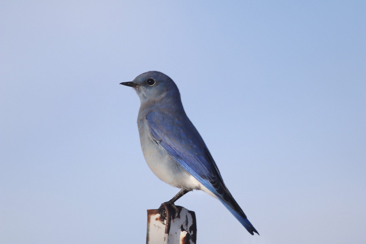 Mountain Bluebird - ML644110719