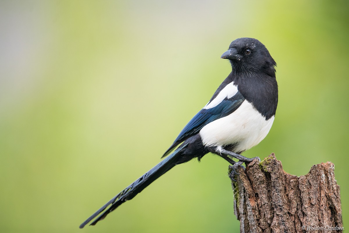 Black-billed Magpie - ML644110721
