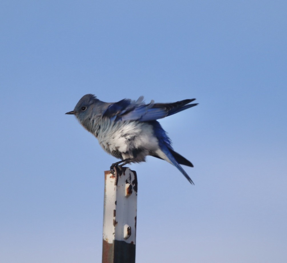 Mountain Bluebird - ML644110731
