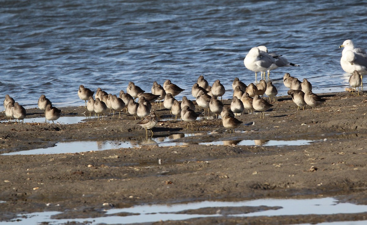 langnebbekkasinsnipe - ML644110736