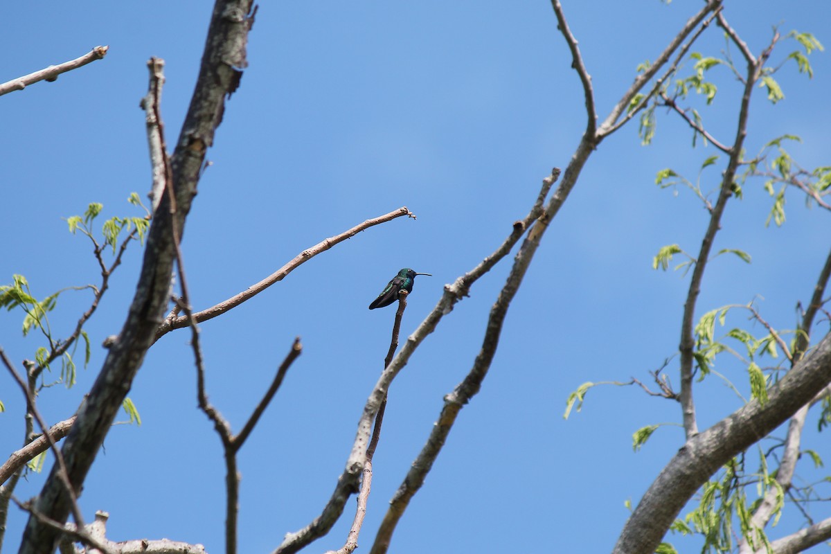 Black-throated Mango - ML644110750