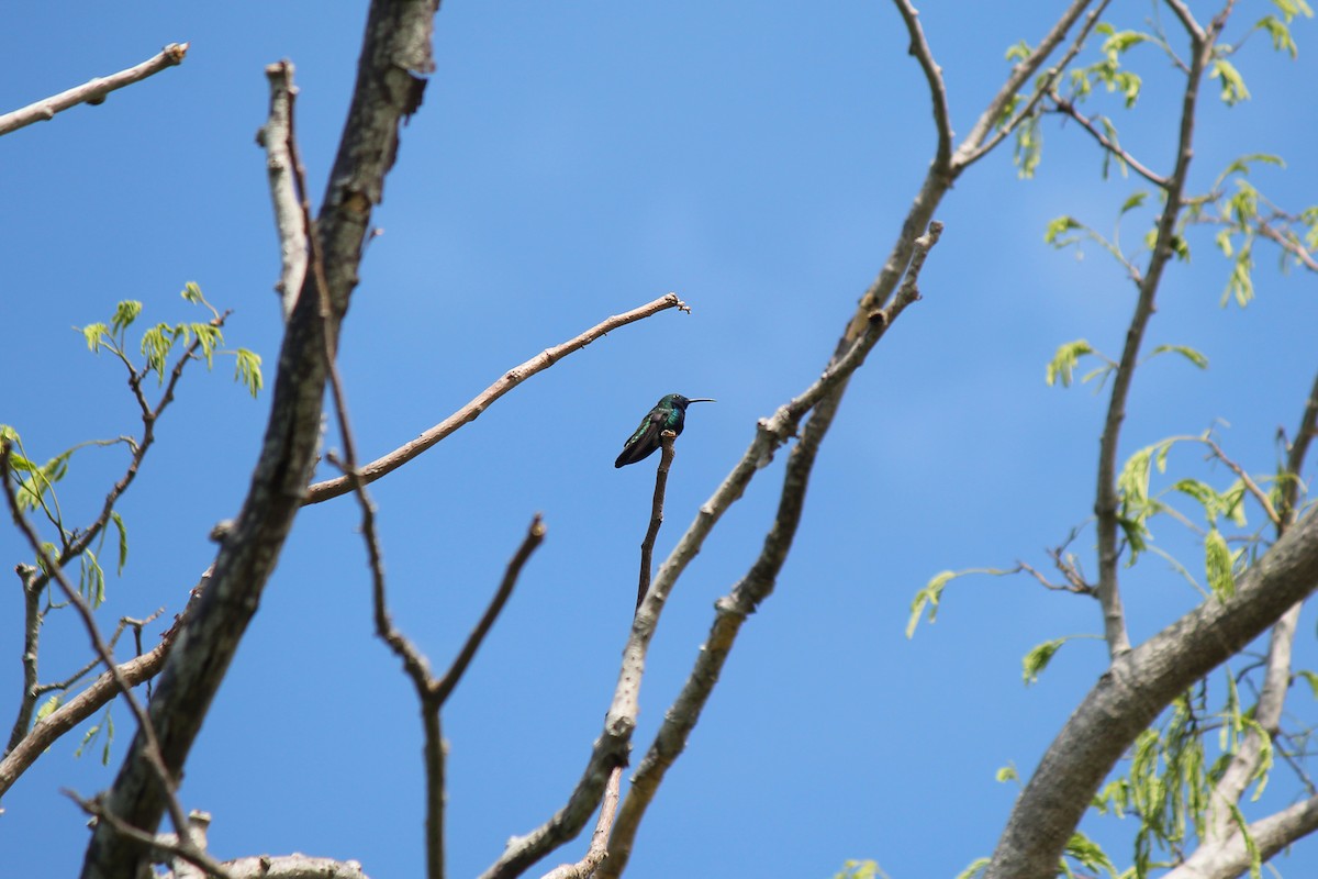 Black-throated Mango - ML644110751