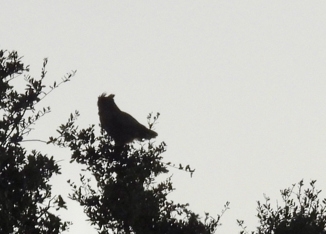 Great Horned Owl - ML644110752