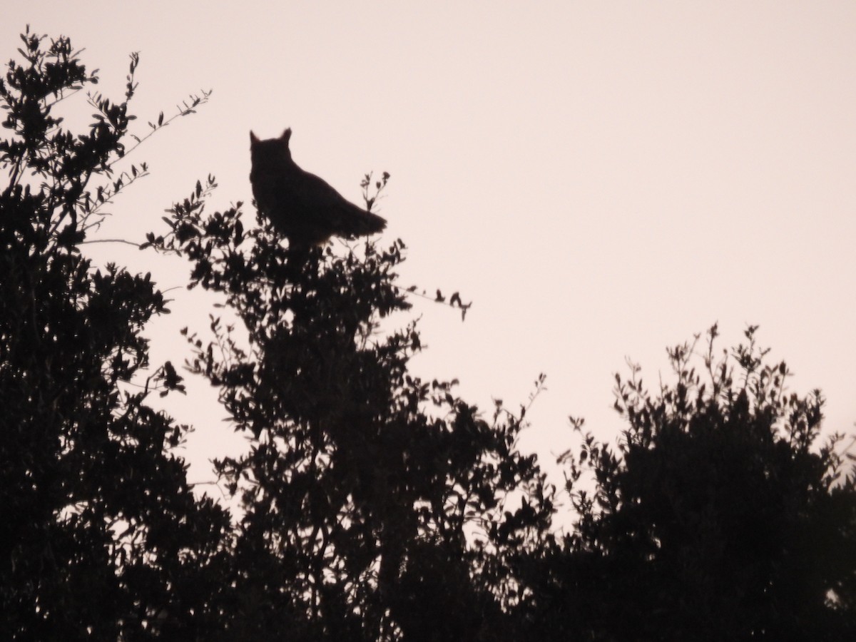 Great Horned Owl - ML644110753