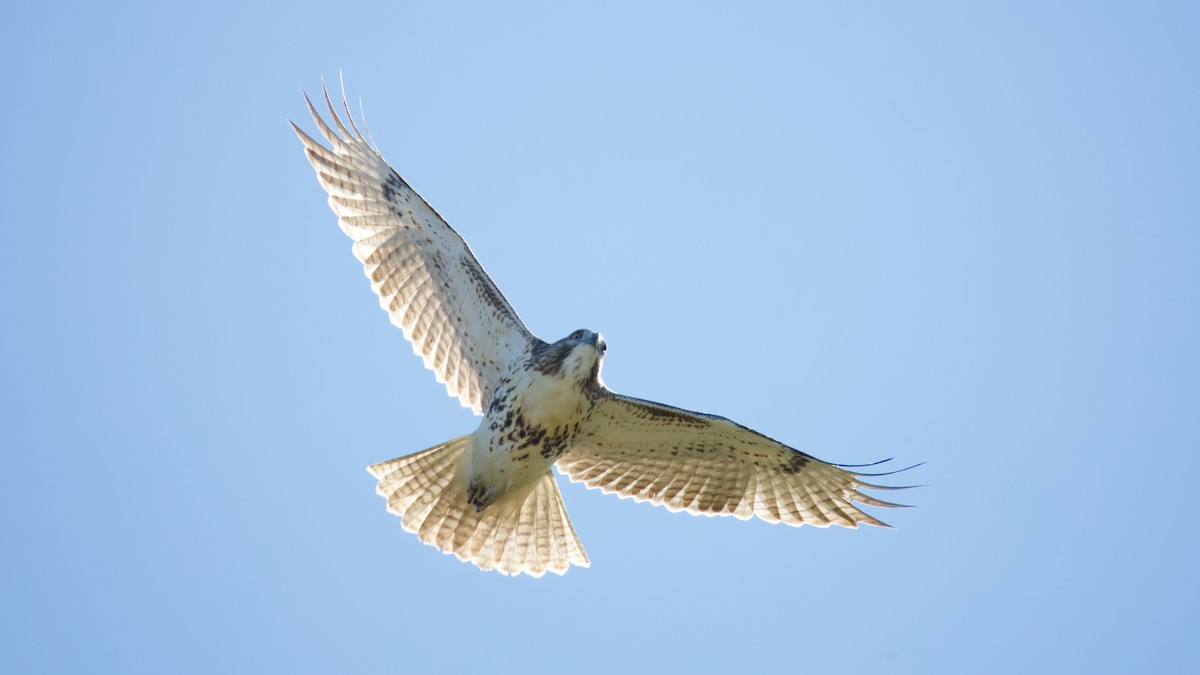Red-tailed Hawk - ML644110764