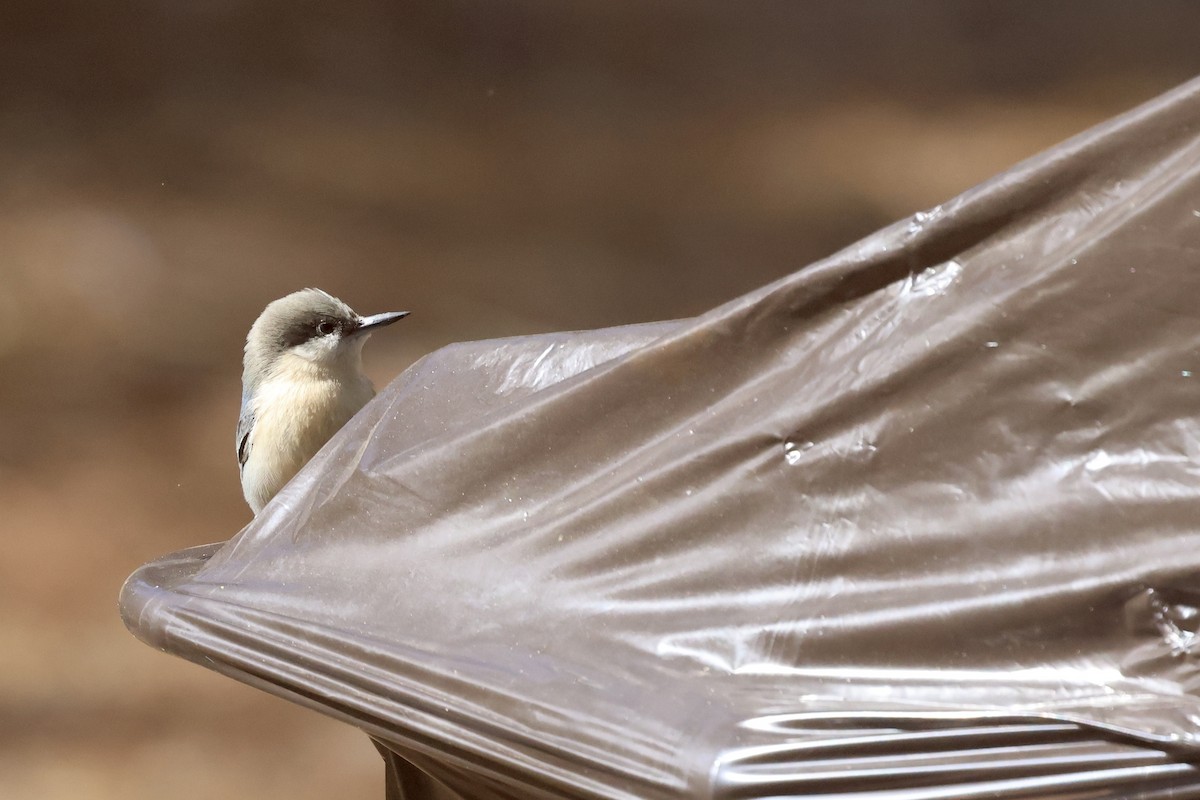 Pygmy Nuthatch - ML644110765