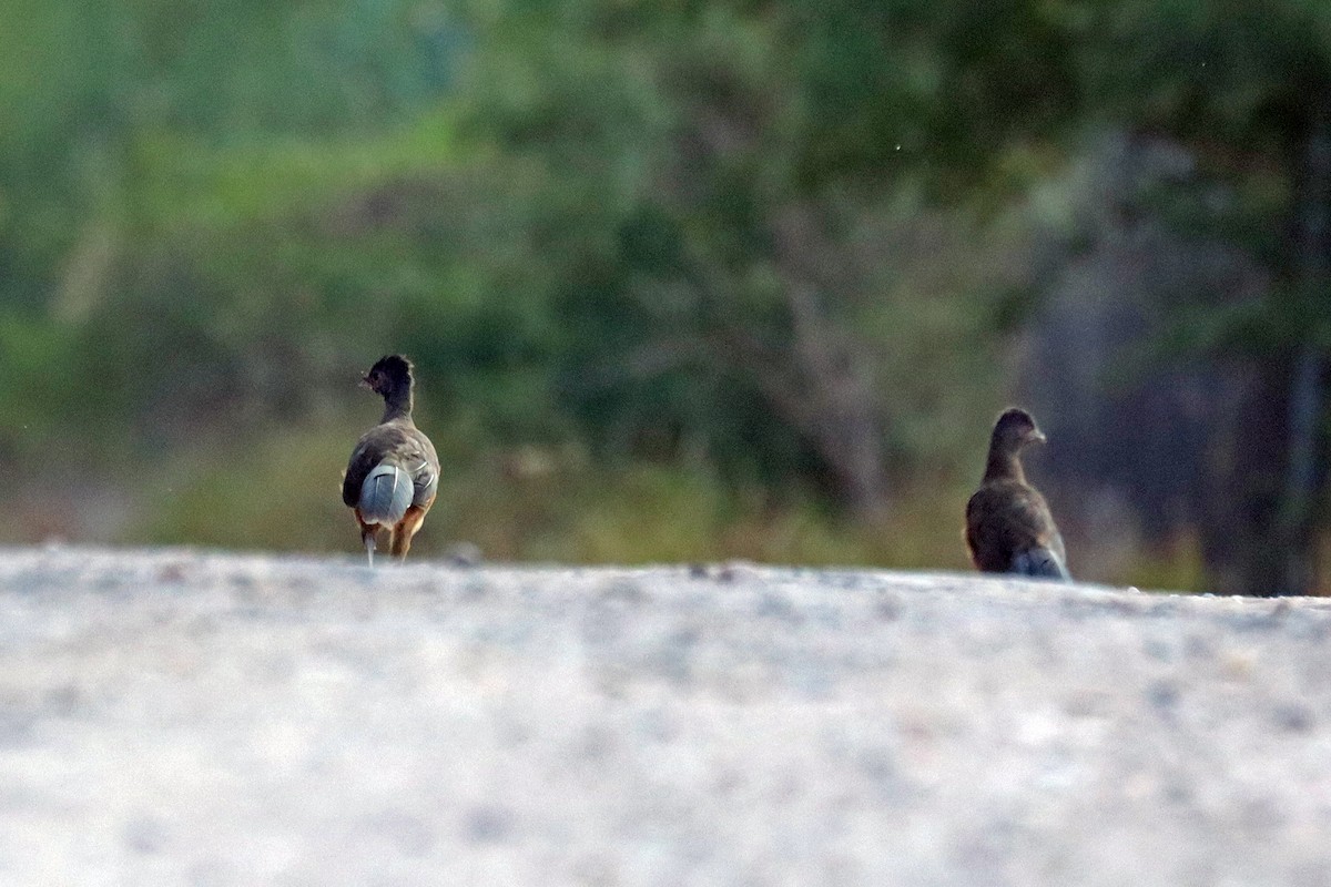 Plain Chachalaca - ML644110772