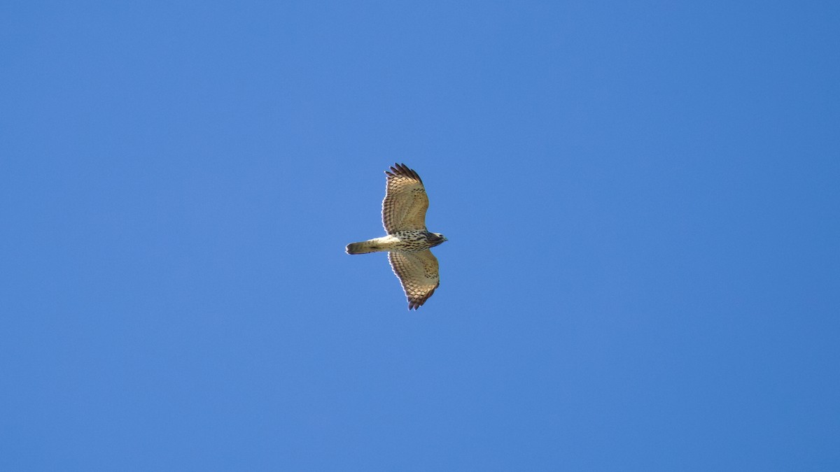 Red-shouldered Hawk - ML644110773