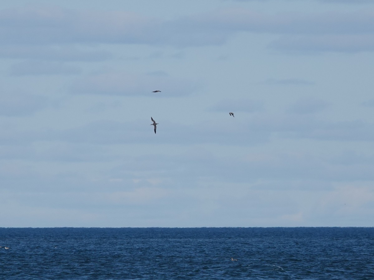 Northern Gannet - ML644110774