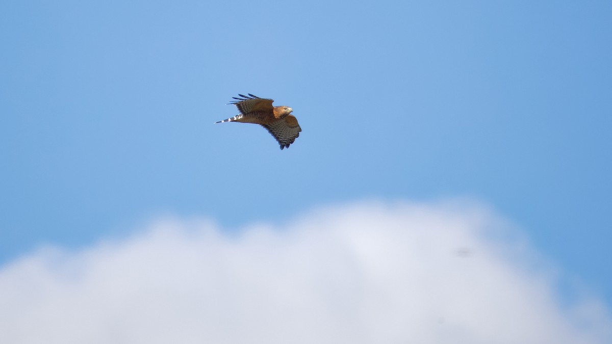 Red-shouldered Hawk - ML644110775
