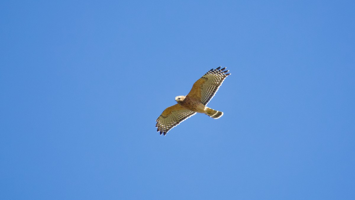 Red-shouldered Hawk - ML644110779