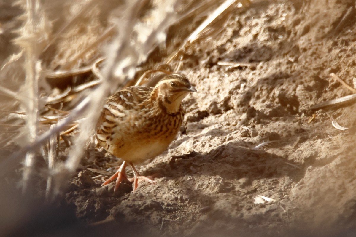 ヨーロッパウズラ - ML644110784