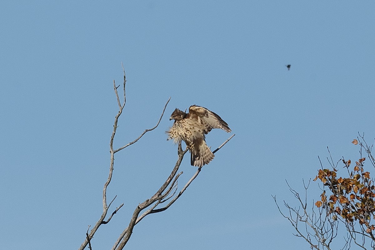káně páskovaná - ML644110788