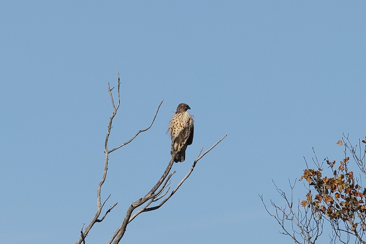 káně páskovaná - ML644110791
