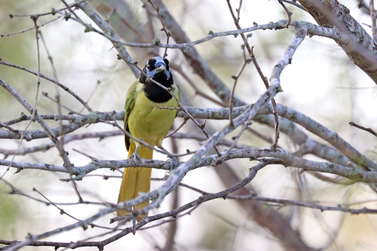 Green Jay - ML644110794