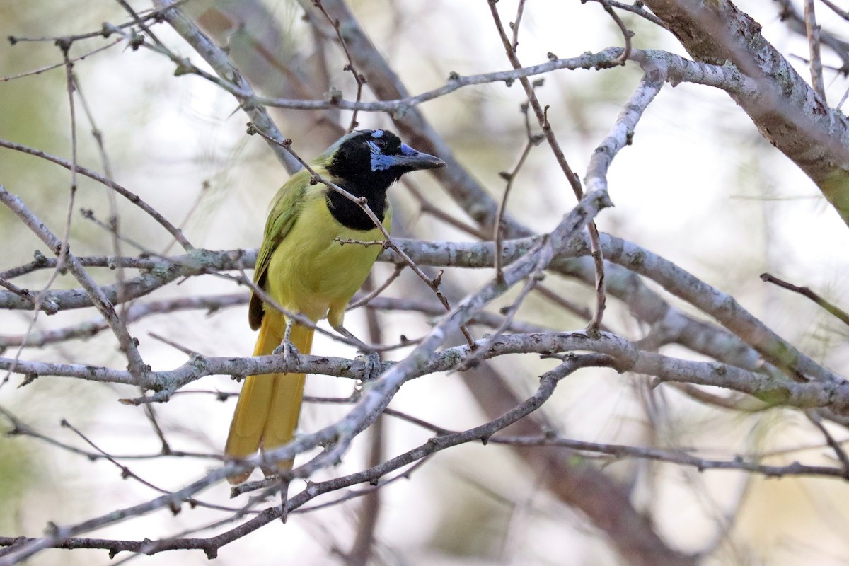 Green Jay - ML644110795