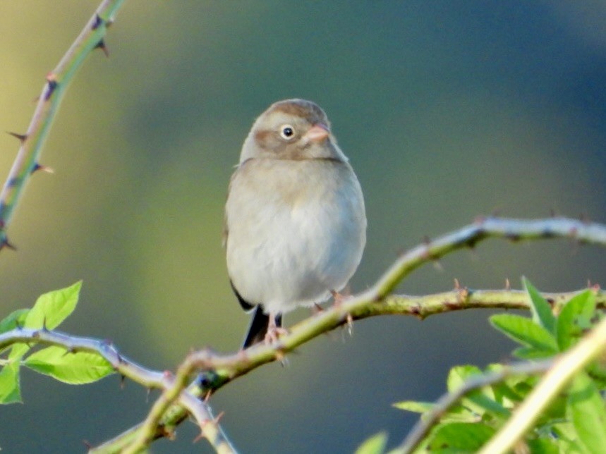 Field Sparrow - ML644110806