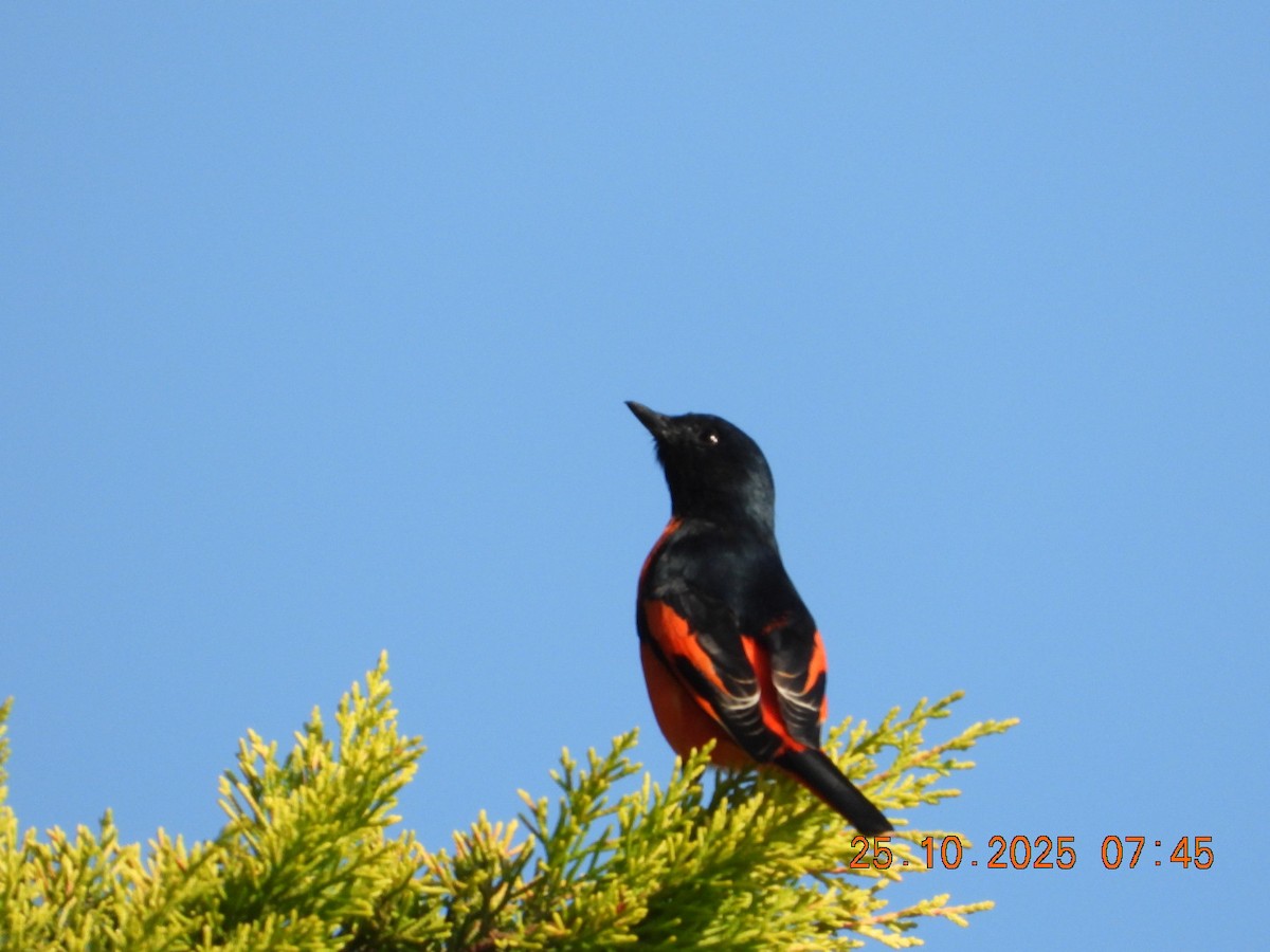Minivet rouge - ML644110810