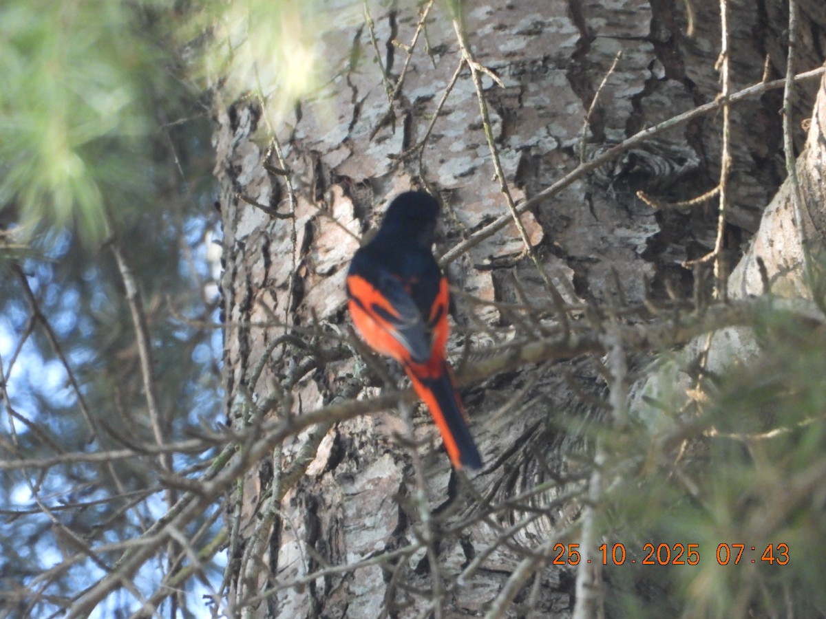 Minivet rouge - ML644110813