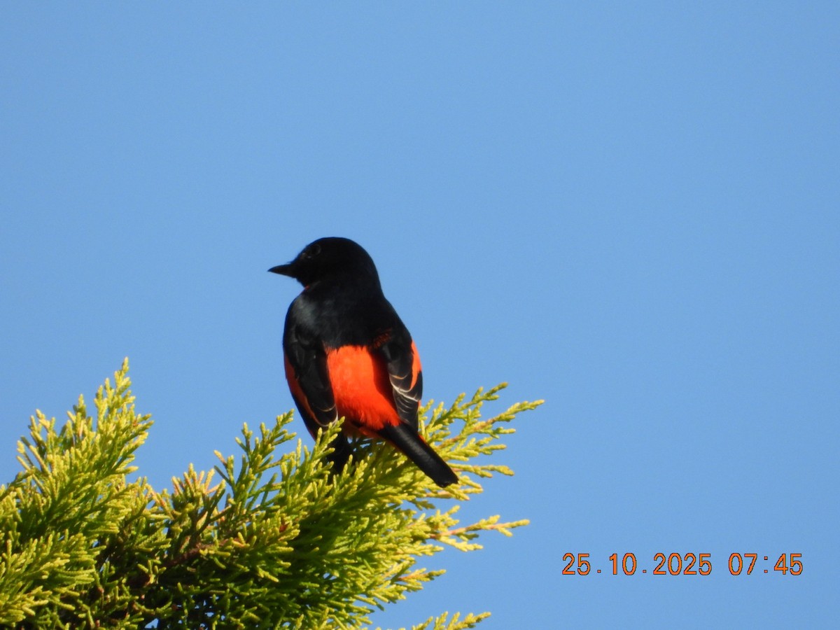 Minivet rouge - ML644110815