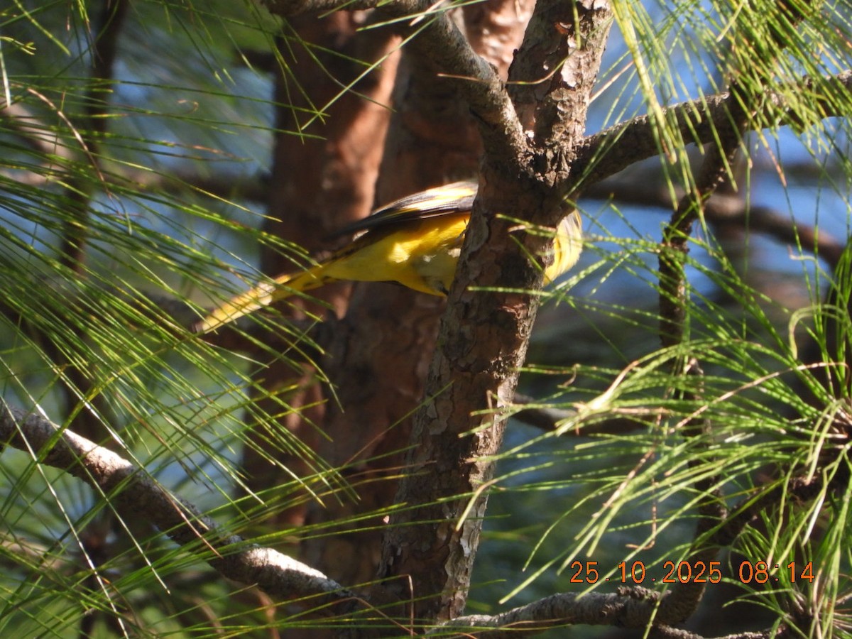 Minivet rouge - ML644110816