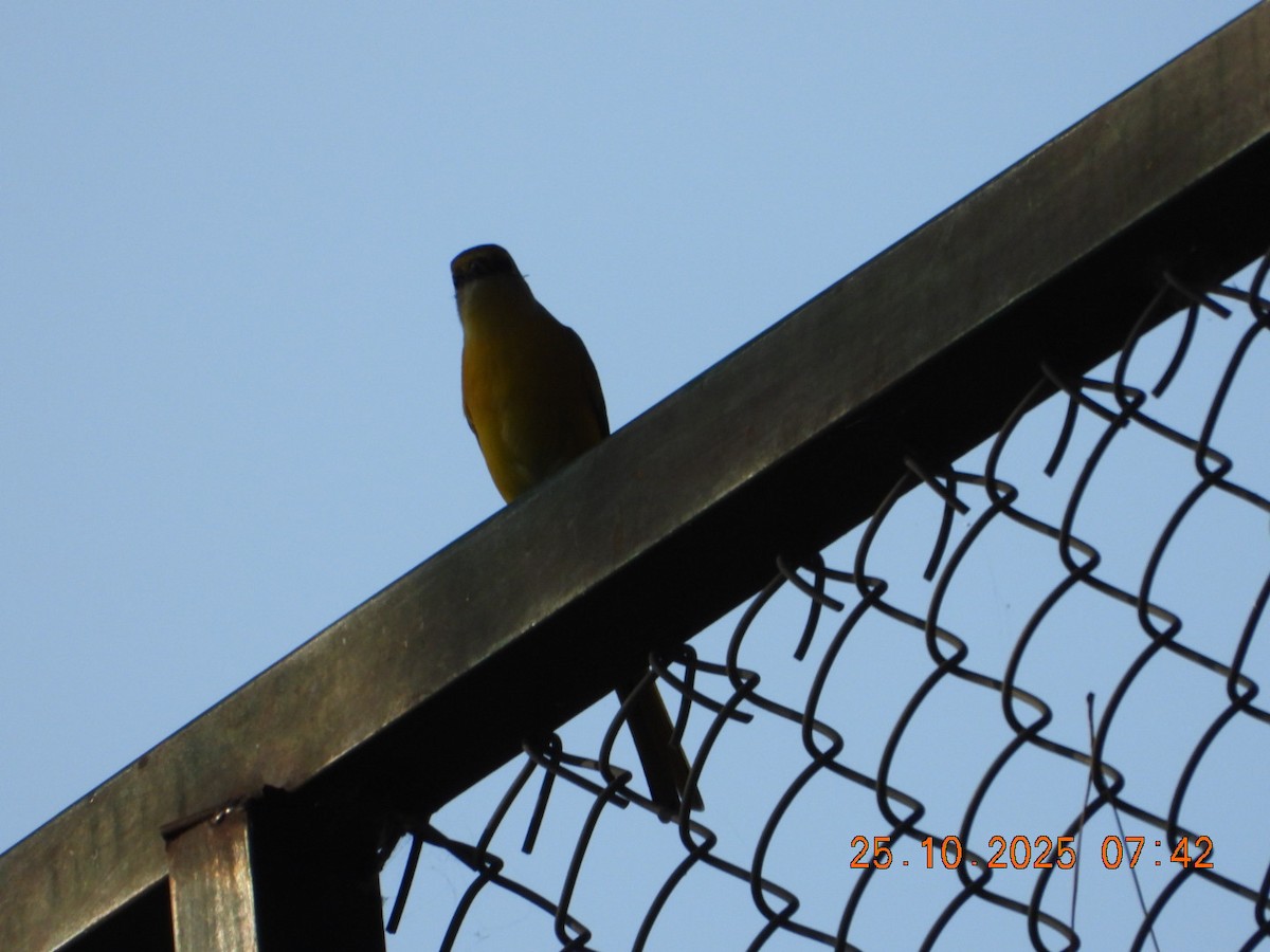 Minivet rouge - ML644110817