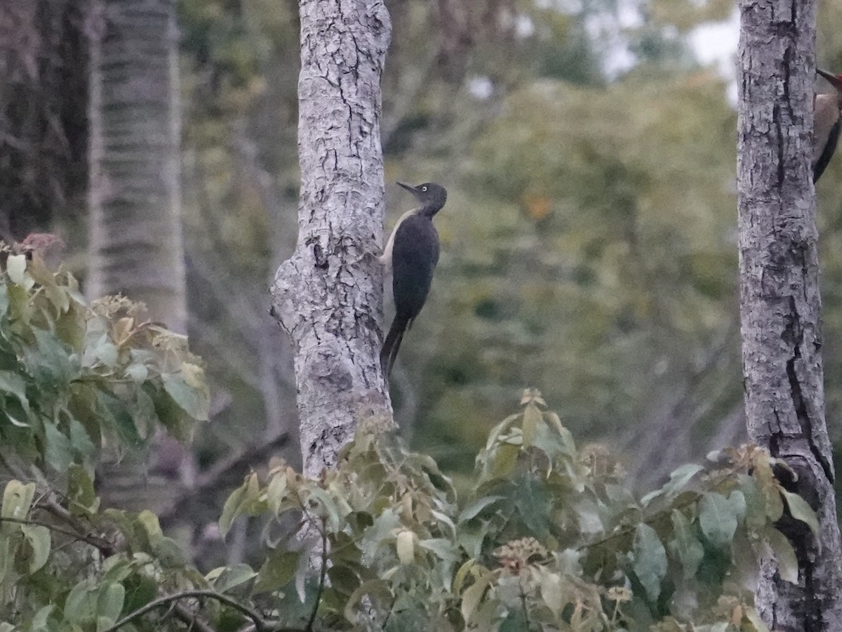 Ashy Woodpecker - ML644110827