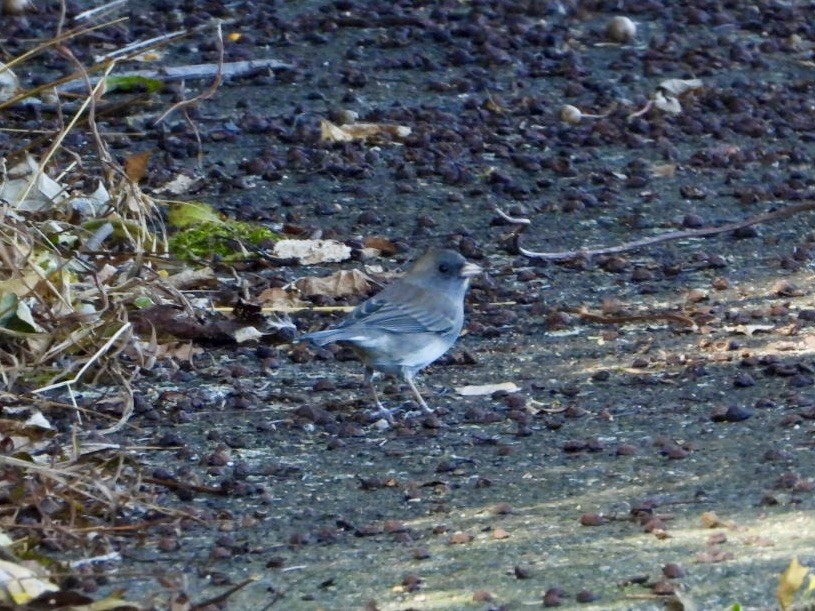 Dark-eyed Junco - ML644110843