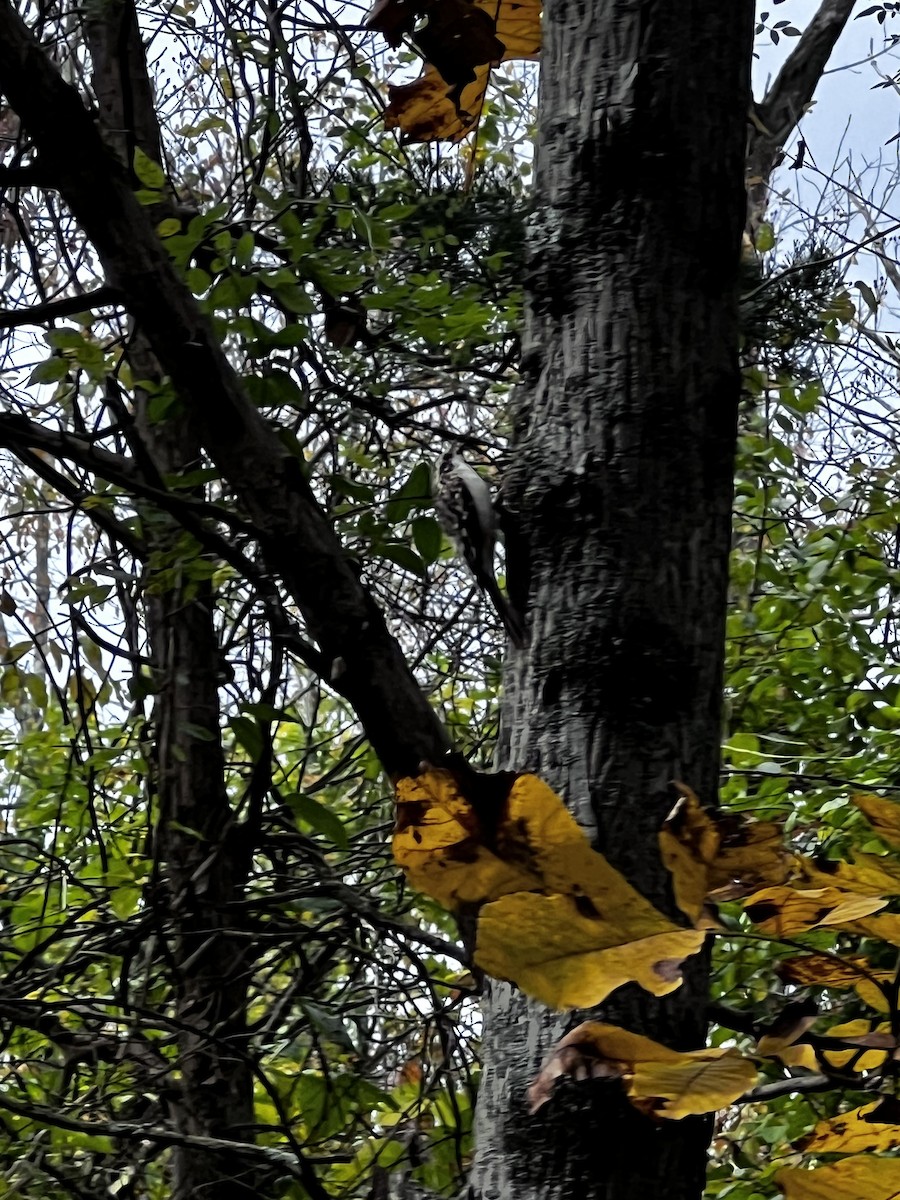 Brown Creeper - ML644110867