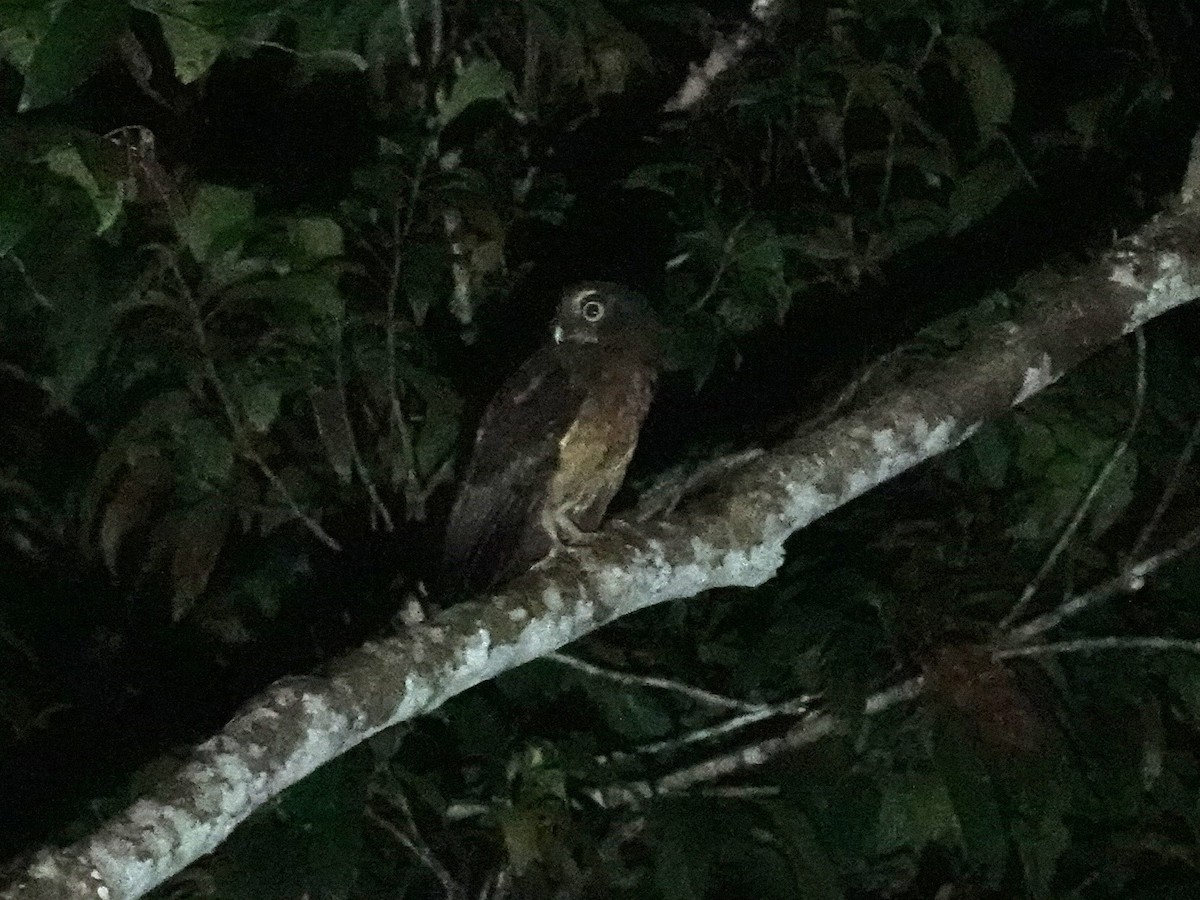 Ochre-bellied Boobook - ML644110885