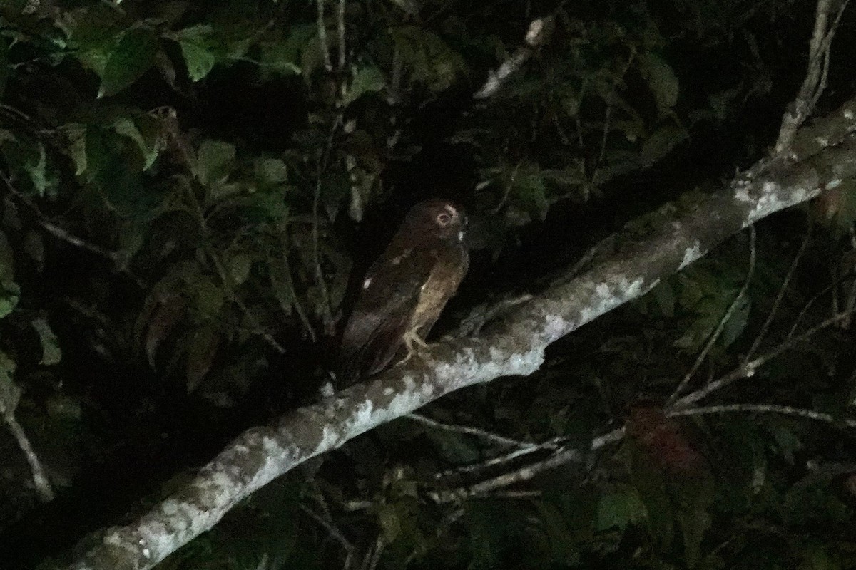 Ochre-bellied Boobook - ML644110886