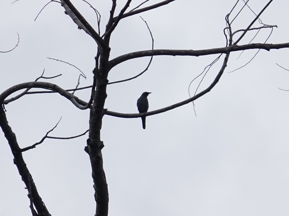 Échenilleur morio - ML644110906