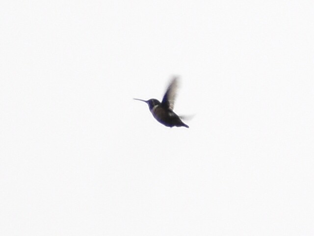 Colibrí de Mulsant - ML644110927