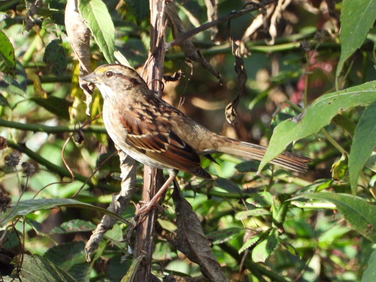 White-throated Sparrow - ML644110953