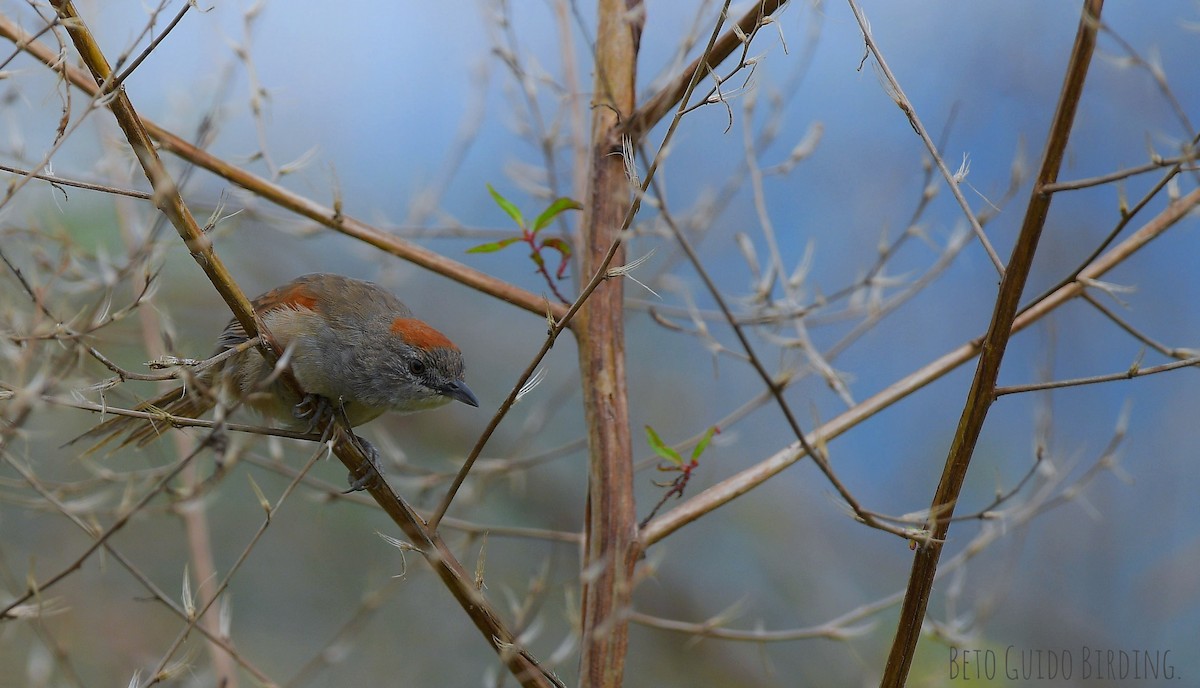 Pale-breasted Spinetail - ML644110961