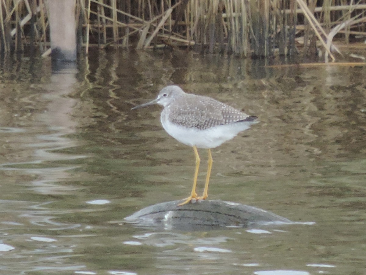 plystresnipe - ML644110964