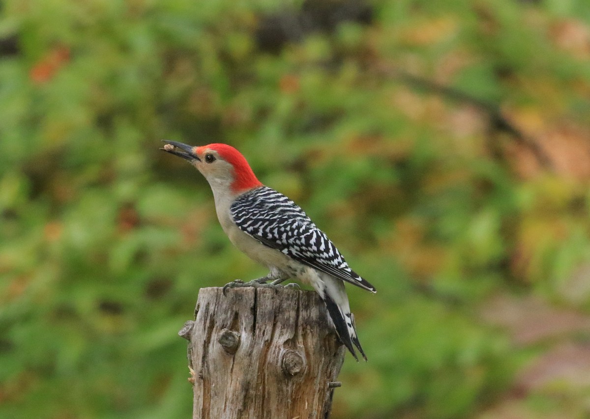 Red-bellied Woodpecker - ML644110971