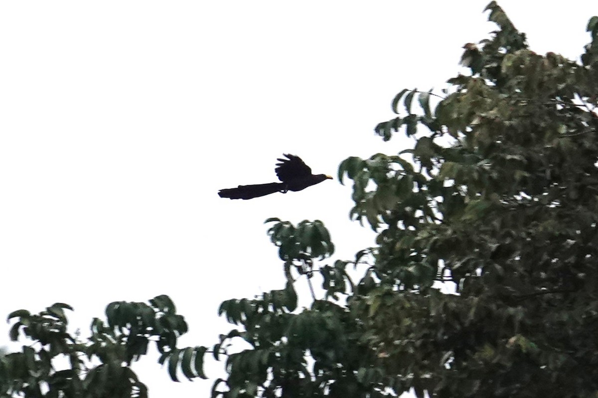 Yellow-billed Malkoha - ML644110997