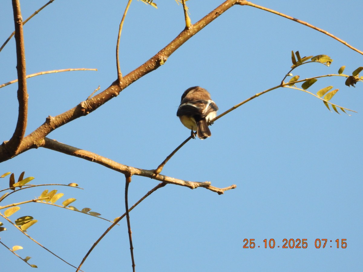 Bar-winged Flycatcher-shrike - ML644111014
