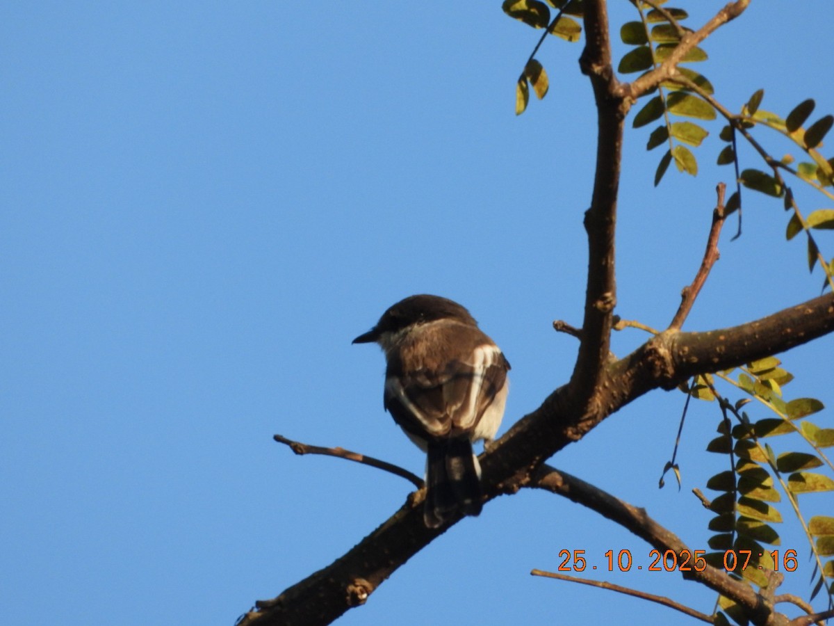 Bar-winged Flycatcher-shrike - ML644111015