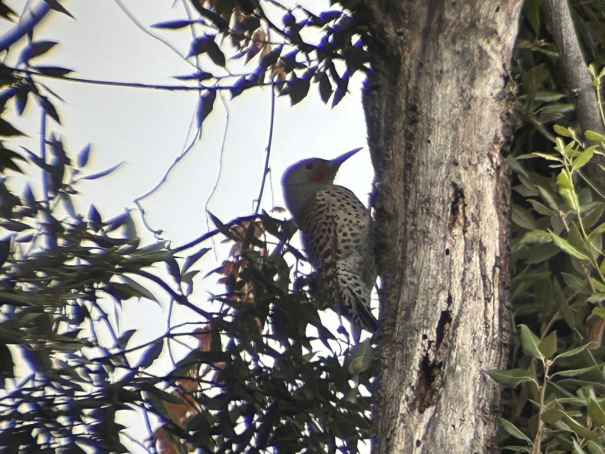 datel zlatý - ML644111025