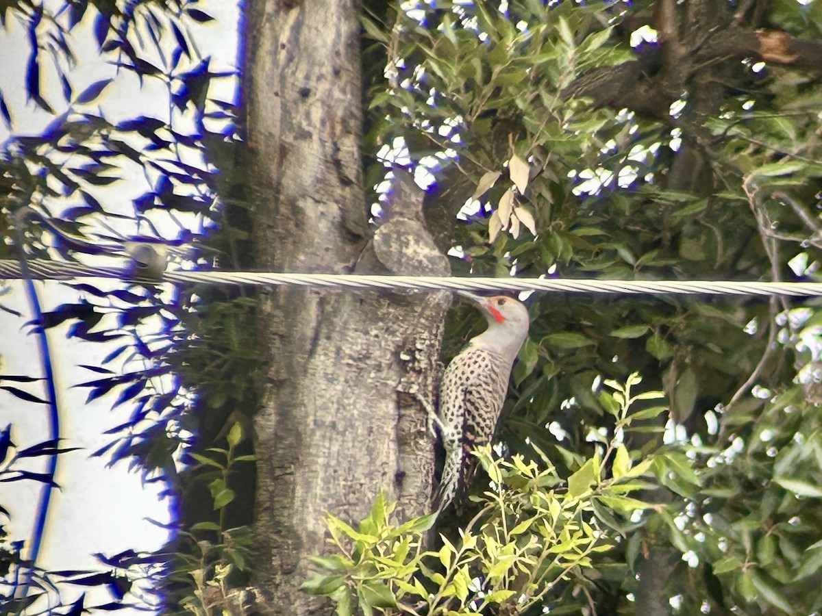 datel zlatý - ML644111026