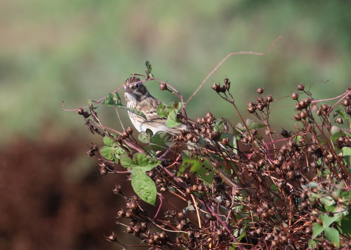 Vesper Sparrow - ML644111054