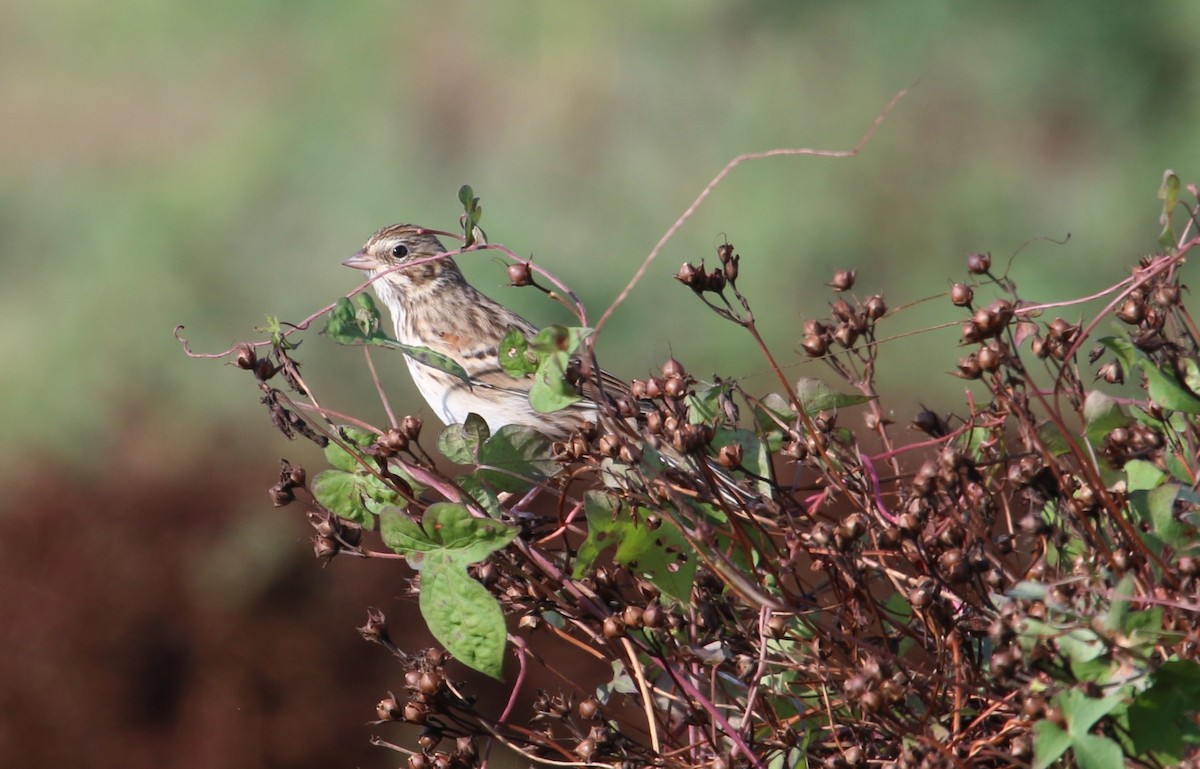 Vesper Sparrow - ML644111055