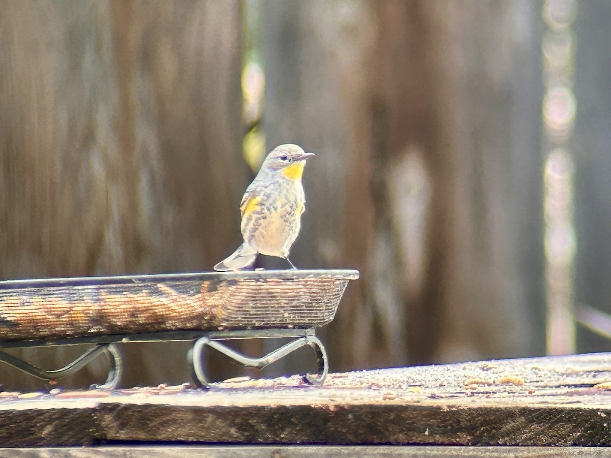 lesňáček žlutoskvrnný - ML644111056