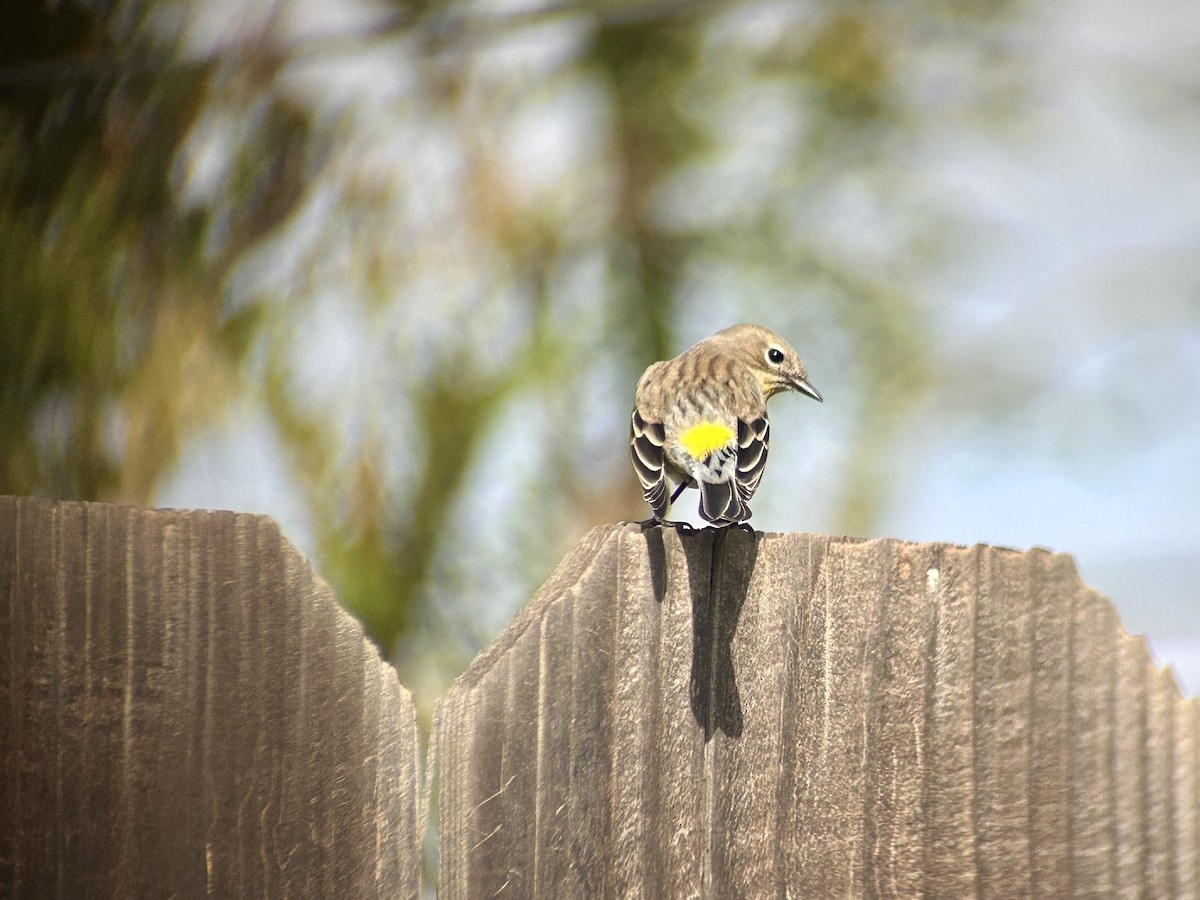 lesňáček žlutoskvrnný - ML644111057