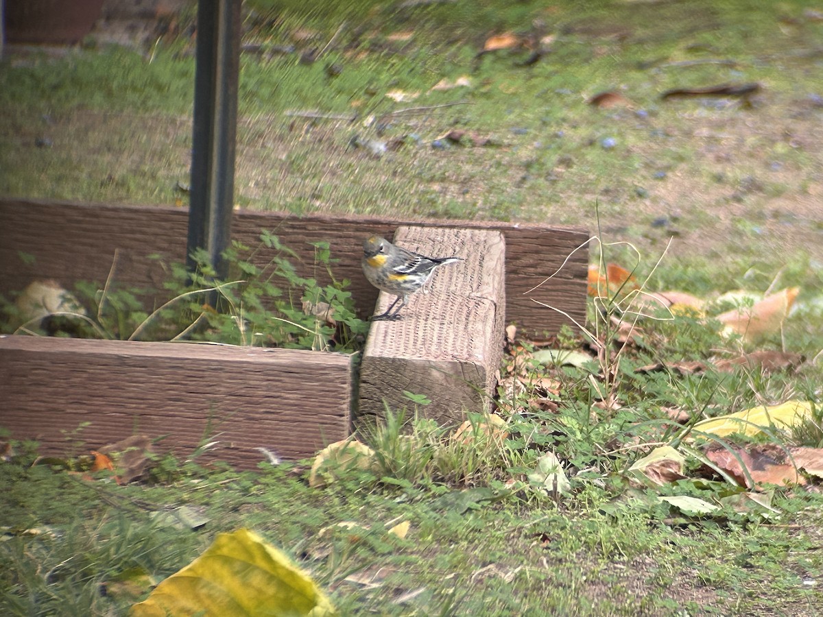 lesňáček žlutoskvrnný - ML644111058