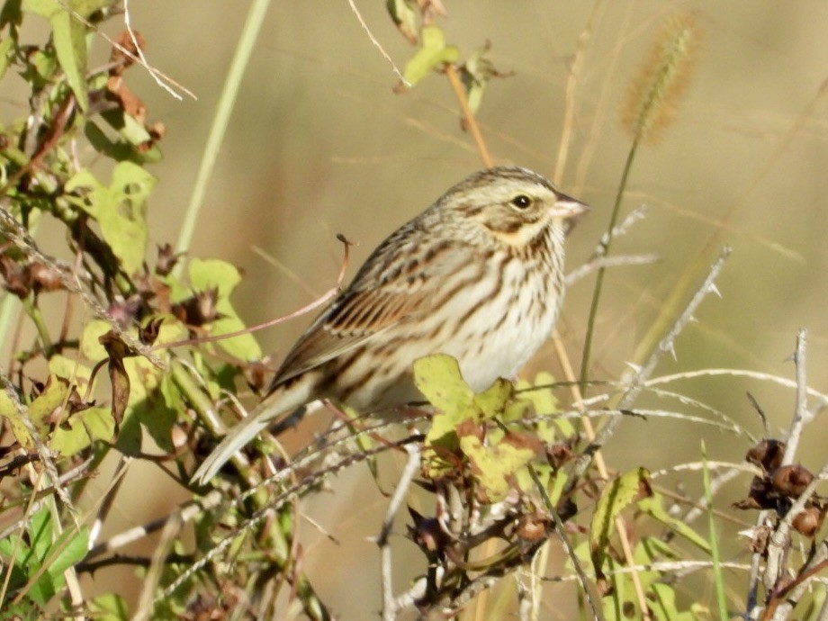 Savannah Sparrow - ML644111065